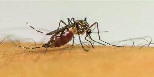 Casos de Dengue no Brasil em 2025 Passam de 1 Milhão - Total Saúde